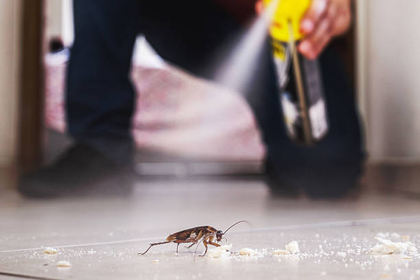 Best Best Pest Control Companies  in St Regis Park, KY